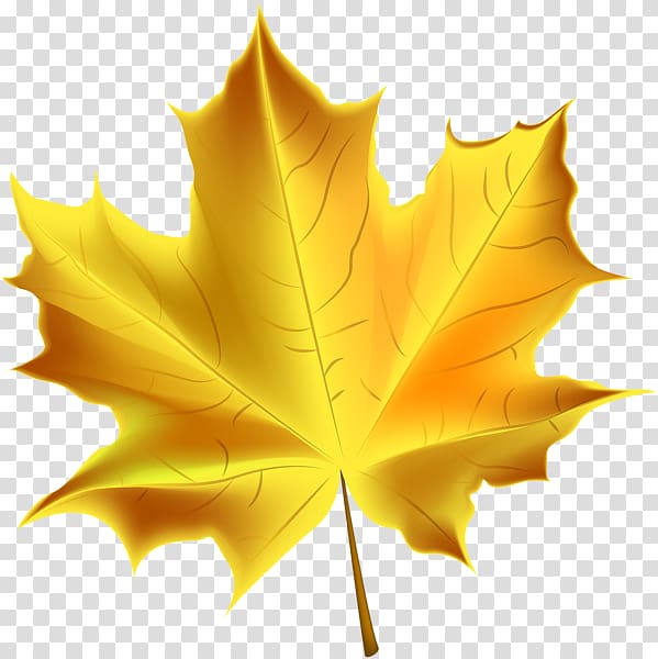 Autumn leaf color , gold leaf transparent background PNG clipart