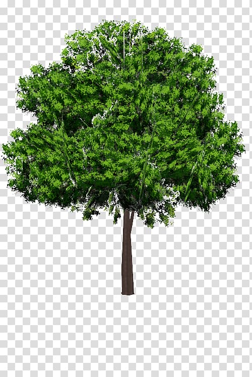 Branch Tree Acer campestre, tree transparent background PNG clipart