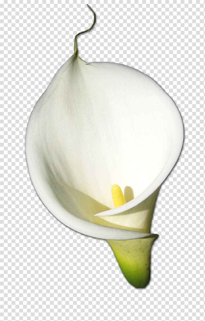 Rose Flower Arum-lily, Calla HD transparent background PNG clipart