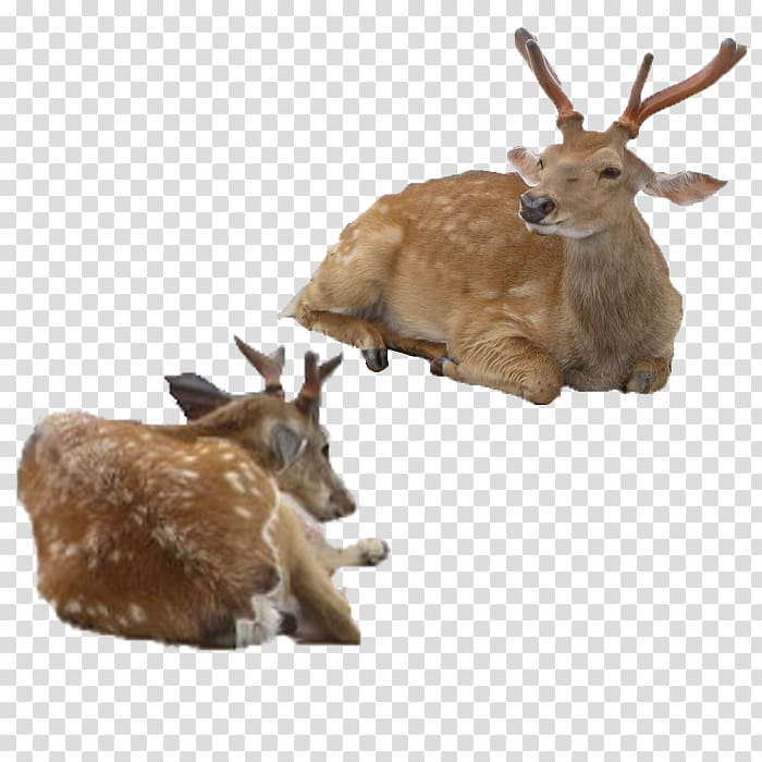 Sika deer Antler, Tummy deer transparent background PNG clipart