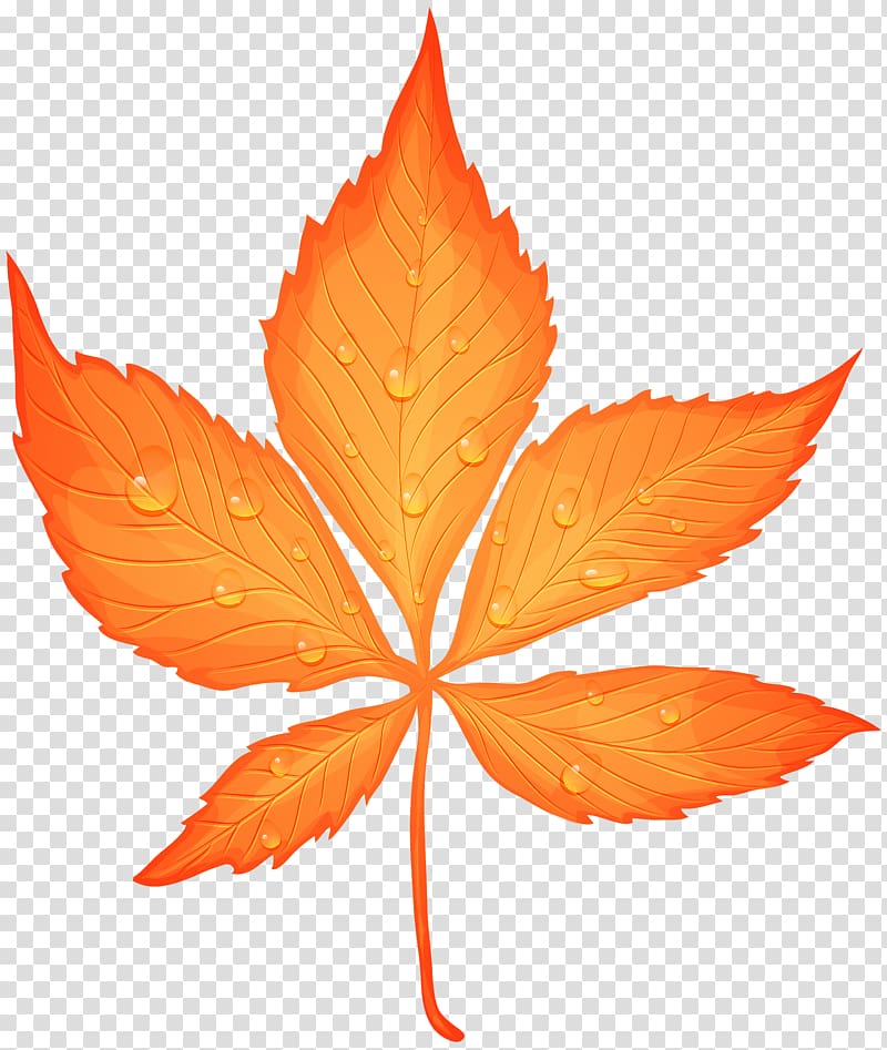 brown leaf illustration, Maple leaf Dew Drop, Autumn Leaf with Dew Drops transparent background PNG clipart