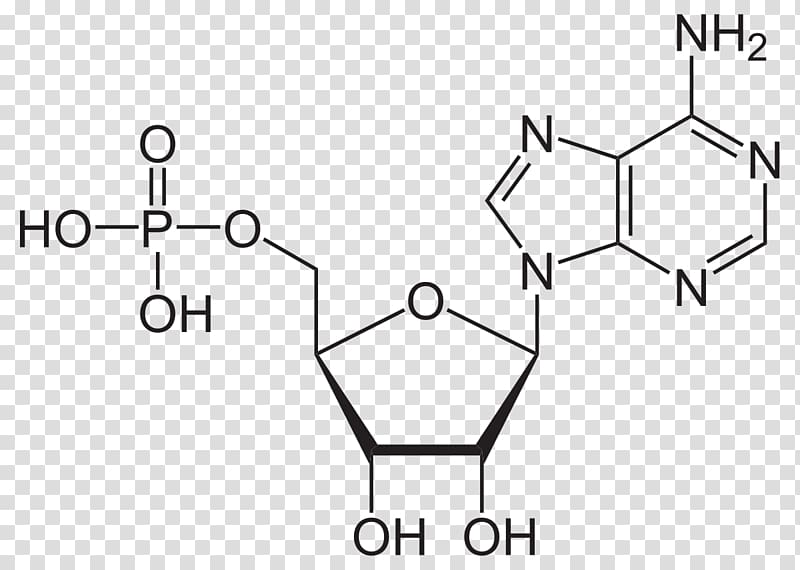 Cyclic adenosine monophosphate Adenosine triphosphate Adenine, others transparent background PNG clipart