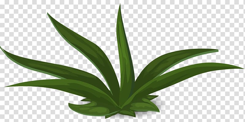 Plant Green Aloe vera, jungle transparent background PNG clipart