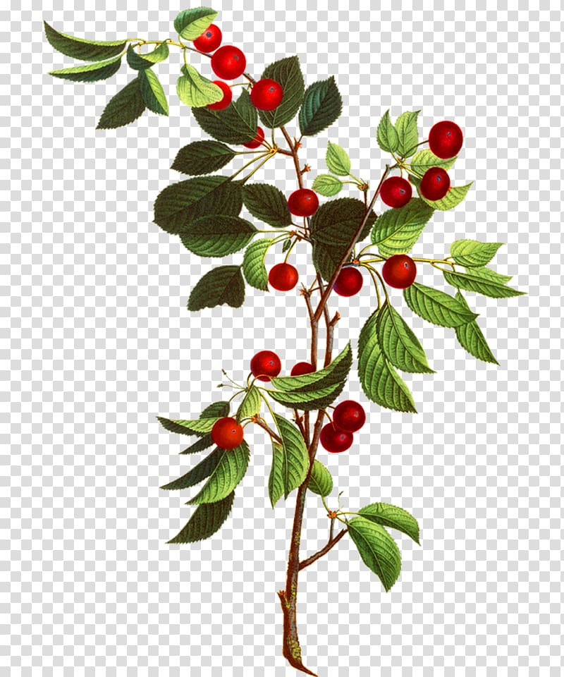 green tree bearing red fruits, Non-vascular plant Botany Kingdom Plant taxonomy, botanical flowers transparent background PNG clipart