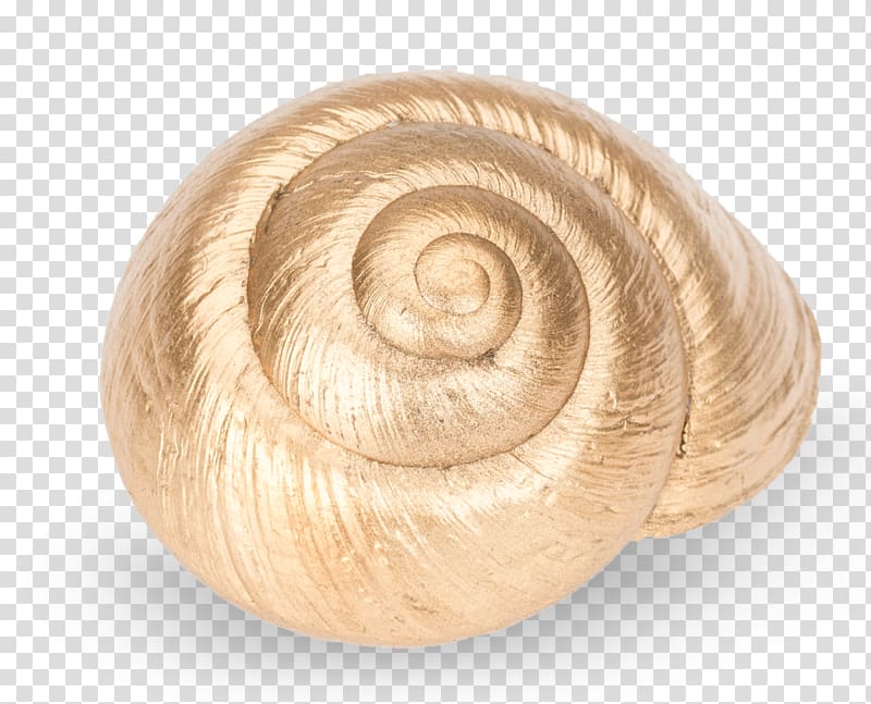 Ryssota ovum Burgundy snail Gastropods, Snail transparent background PNG clipart