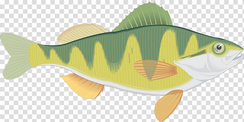 Blog Fish Yellow perch Animaatio, peces transparent background PNG clipart