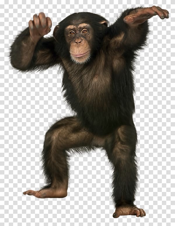 chimpanzee portable network graphic, Common chimpanzee Bonobo Monkey Ape Bornean orangutan, Black Gorilla transparent background PNG clipart