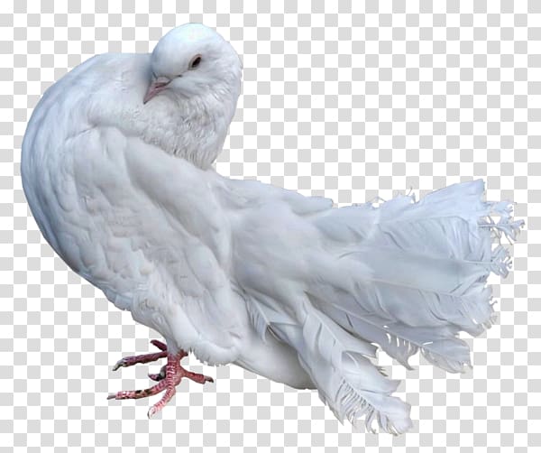 dove Domestic pigeon Bird Columbidae Parrot, Bird transparent background PNG clipart