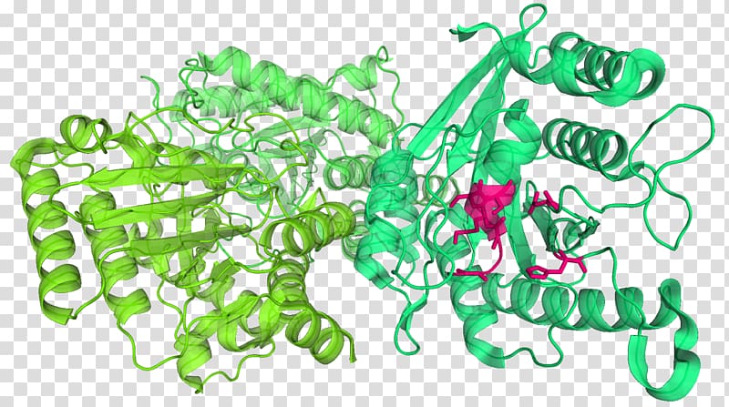 Plastome Chloroplast DNA Plant TIC/TOC complex, pea transparent background PNG clipart