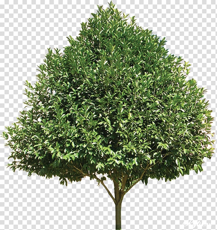American sweetgum Tree , gardening decorative tree transparent background PNG clipart