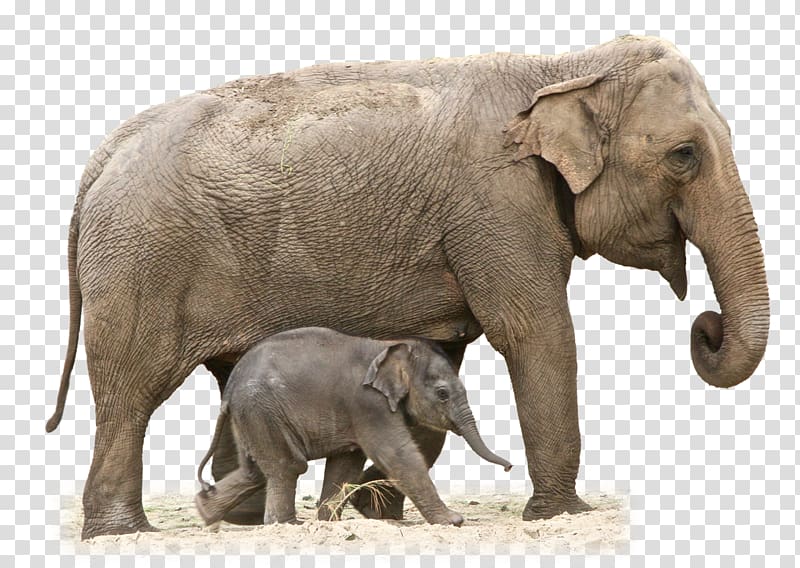 African elephant Indian elephant , Elephant transparent background PNG clipart