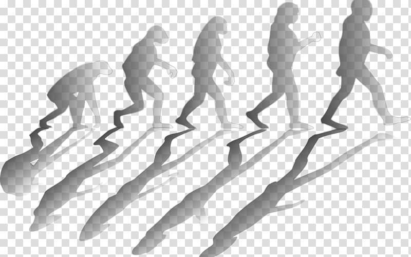 Evolution Scientific theory Recent African origin of modern humans Science, science transparent background PNG clipart
