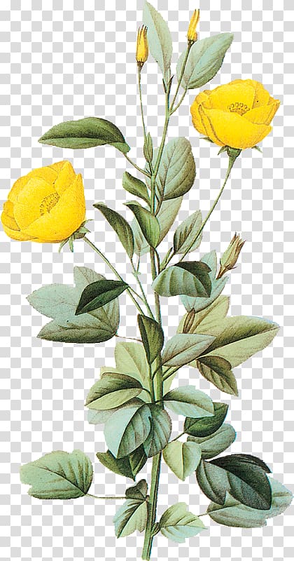 two yellow flowers, Botany Botanical illustration Flower Art, flower transparent background PNG clipart