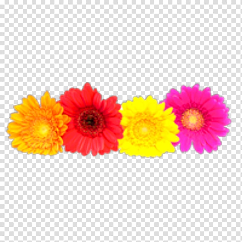 Transvaal daisy Daisy family Common daisy , flower transparent background PNG clipart