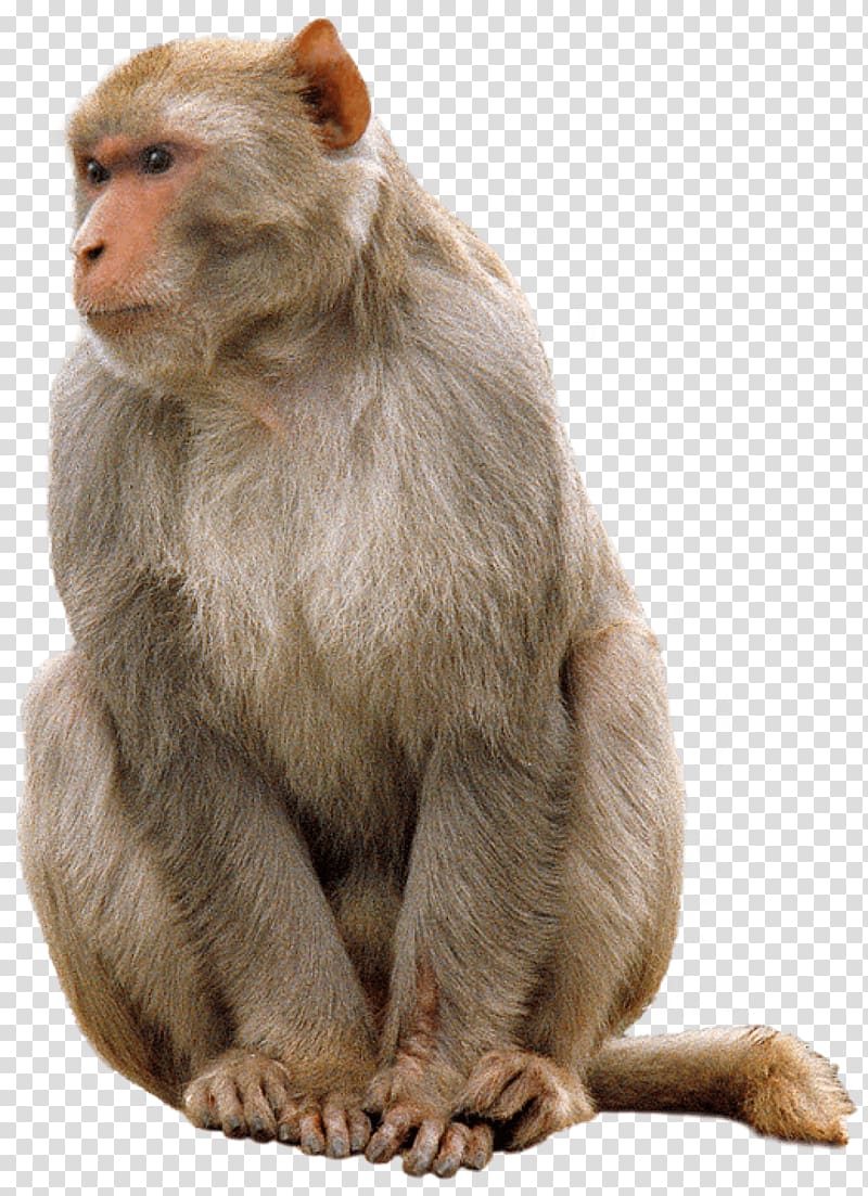 brown primate illustration, Monkey Sitting transparent background PNG clipart