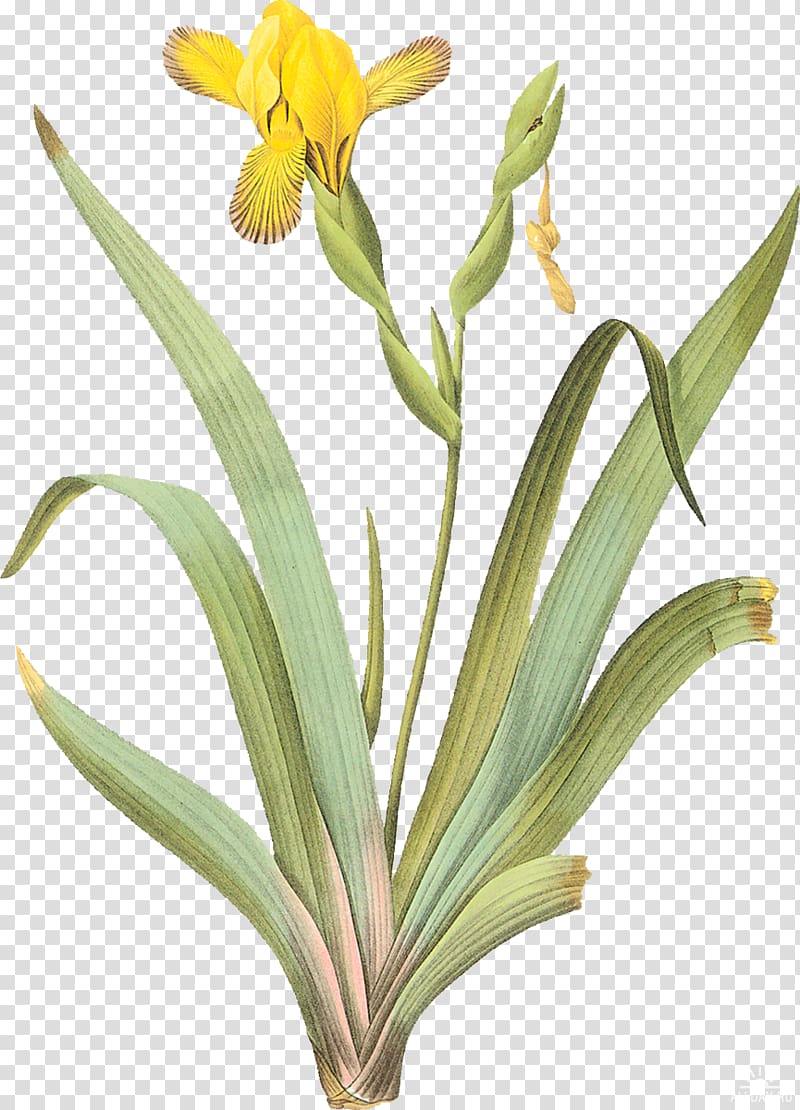 Iris pseudacorus Iris pallida Iris tuberosa Variegation, mimosa transparent background PNG clipart