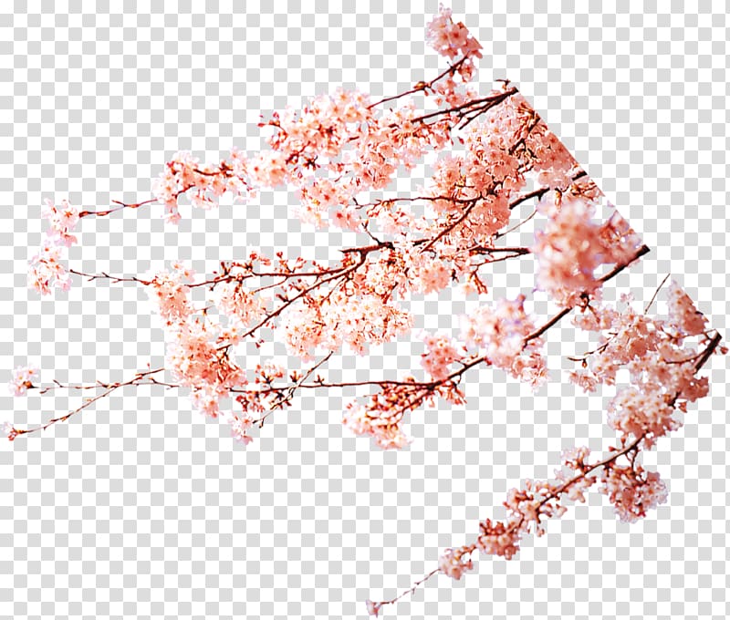 Cherry blossom Peach Pink , Plum flower transparent background PNG clipart