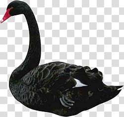 black and red duck illustration, Black Swan transparent background PNG clipart
