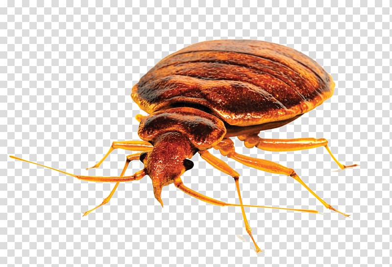 Insect Bed bug control techniques Pest Control Bed bug bite, flea transparent background PNG clipart
