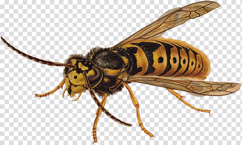 Characteristics of common wasps and bees Insect Pest Characteristics of common wasps and bees, wasp transparent background PNG clipart