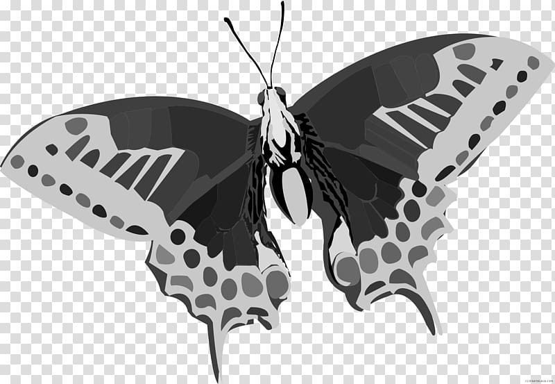 Butterfly Color , Black abstract transparent background PNG clipart