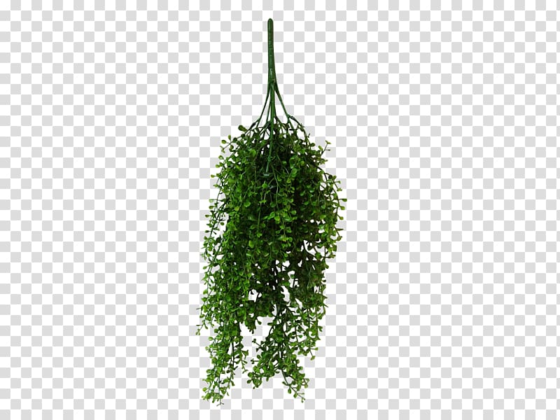 Vine Leaf Syngonium podophyllum Plant Tree, Leaf transparent background PNG clipart