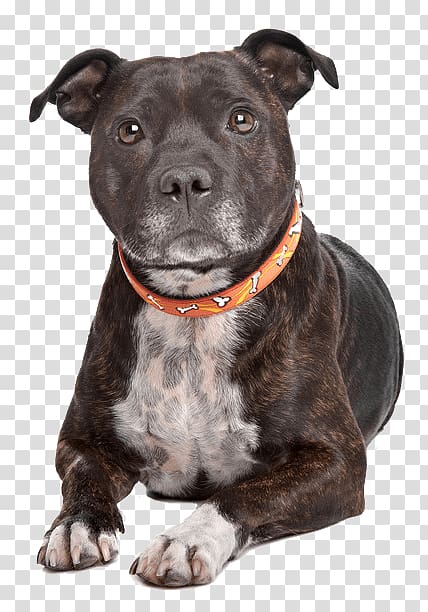 Staffordshire Bull Terrier American Staffordshire Terrier American Pit Bull Terrier, others transparent background PNG clipart