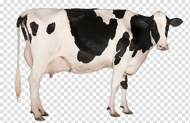 Holstein Friesian cattle Milk Dairy cattle Dairy farming, milk transparent background PNG clipart