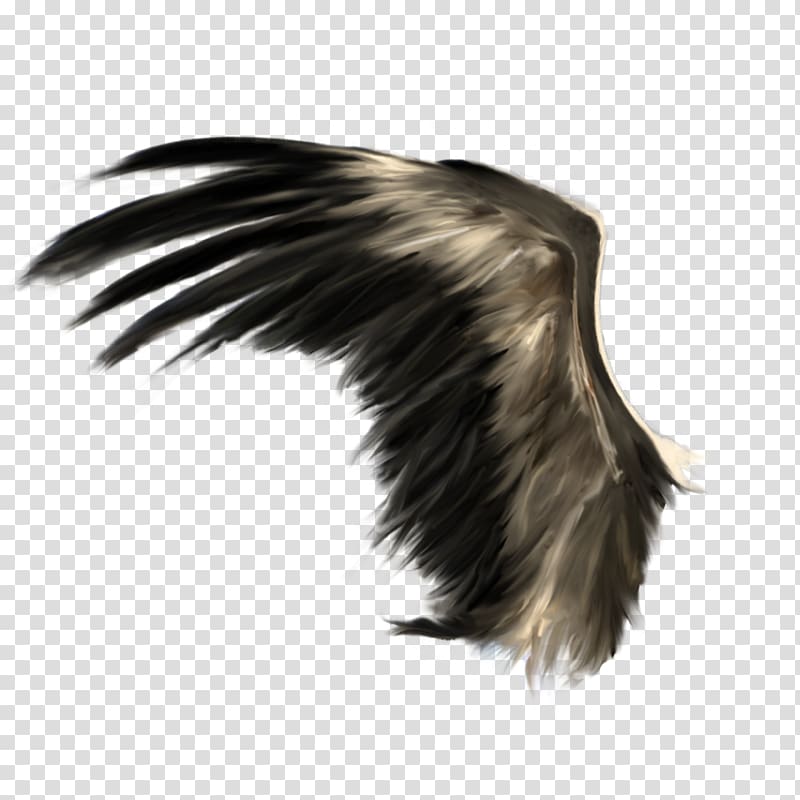 Wing , Wings transparent background PNG clipart
