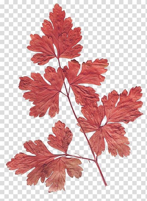 Maple leaf Flower Herbarium, Leaf transparent background PNG clipart