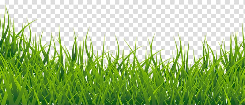 green leafed plant , , Grass transparent background PNG clipart