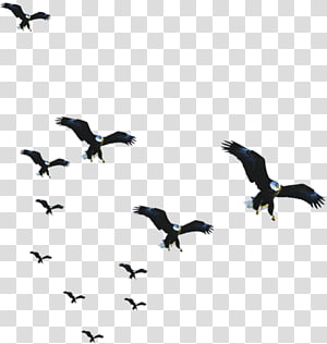 Bird Flock, eagle transparent background PNG clipart thumbnail