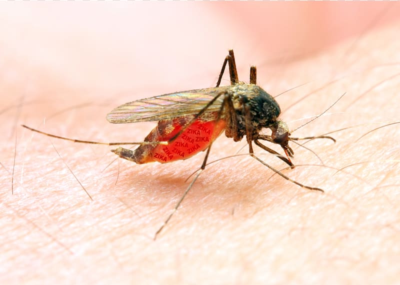 Marsh Mosquitoes Mosquito-borne disease Zika virus Mosquito control Malaria, mosquito transparent background PNG clipart