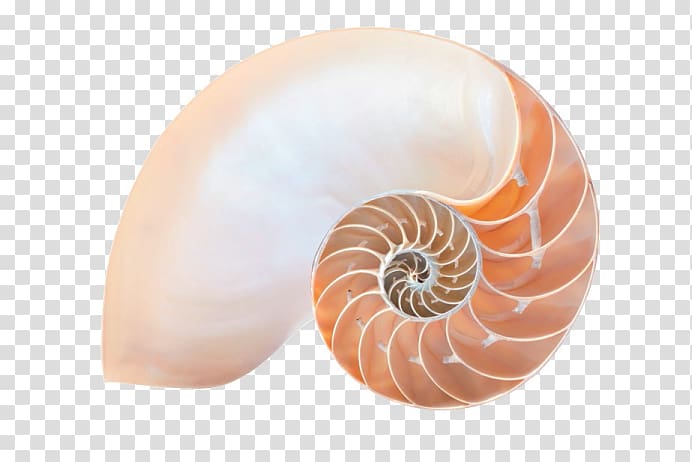 Chambered nautilus Ageless Soul: The Lifelong Journey Toward Meaning and Joy , others transparent background PNG clipart