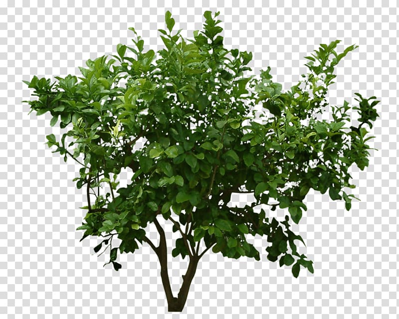 green leafed tree , Shrub Tree , Bush transparent background PNG clipart