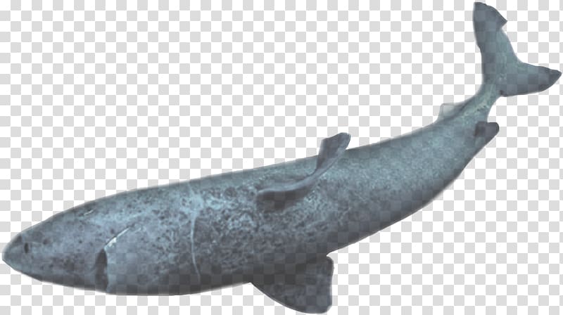 Dolphin Sperm whale, seabed jelly transparent background PNG clipart