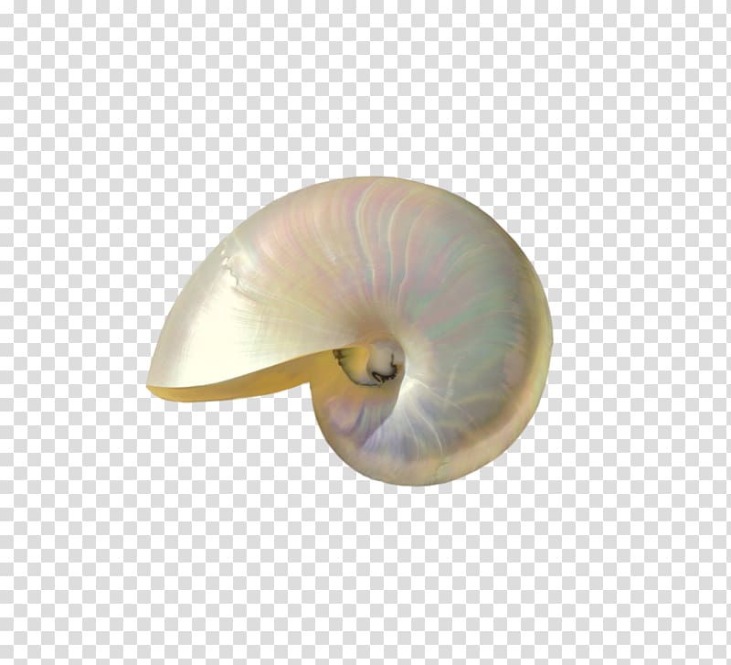 Seashell Nautiluses, seashell transparent background PNG clipart