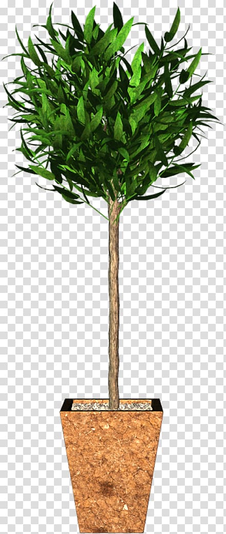 Flowerpot Houseplant Tree Branch Garden roses, tree transparent background PNG clipart