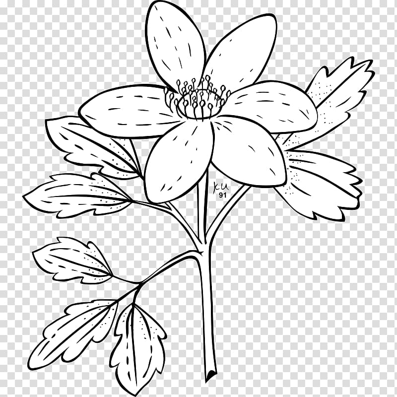 Anemone nemorosa Anemone canadensis Plant Flower, Public Domain Drawings transparent background PNG clipart