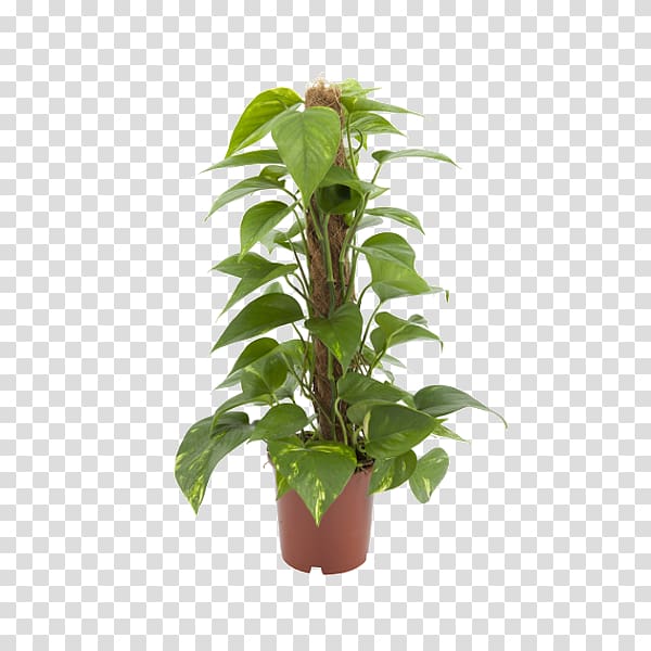 Devil\'s ivy Stephanotis floribunda Plant Garden Leaf, plant transparent background PNG clipart