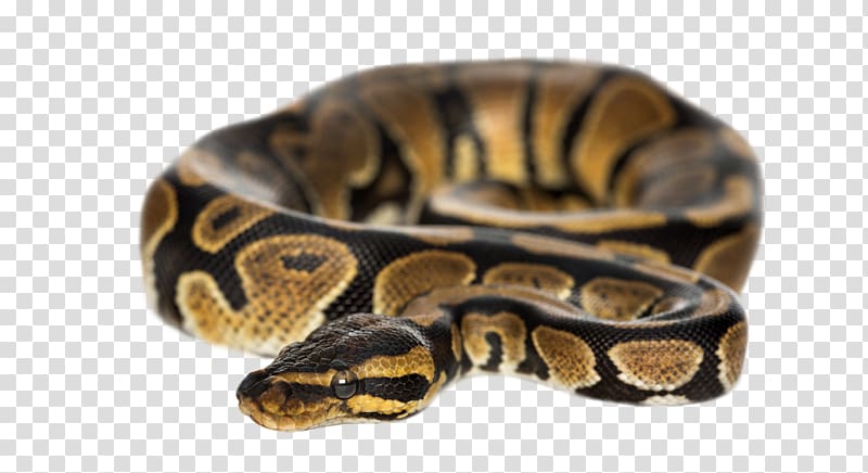 Ball python Snake Python molurus Burmese python , Entrenched snake transparent background PNG clipart