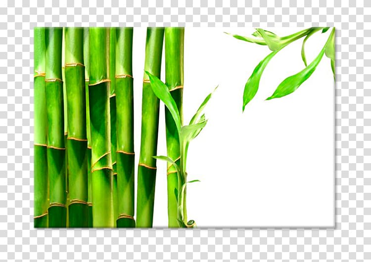 Bamboo textile Paper Lucky bamboo Tropical woody bamboos, bamboo transparent background PNG clipart