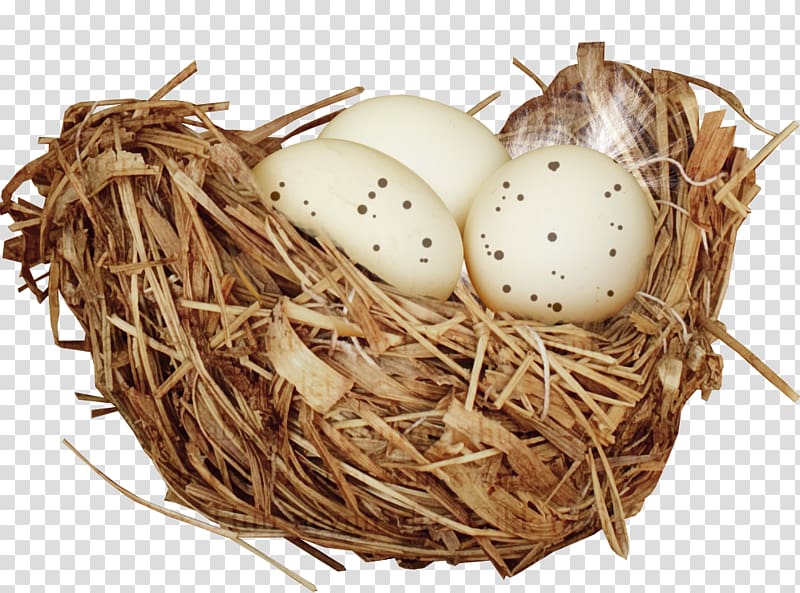 several bird eggs on brown hay nest, Bird nest Bird nest, Nest transparent background PNG clipart