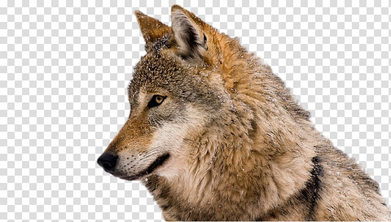 Coyote Eurasian wolf Arctic wolf, Lone Wolf Backgrounds transparent background PNG clipart