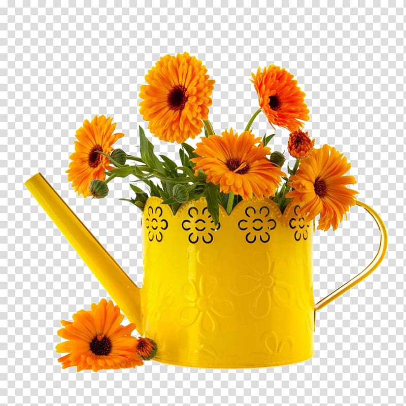 orange flowers on yellow pot, Mexican marigold Flower Calendula officinalis , Marigold transparent background PNG clipart
