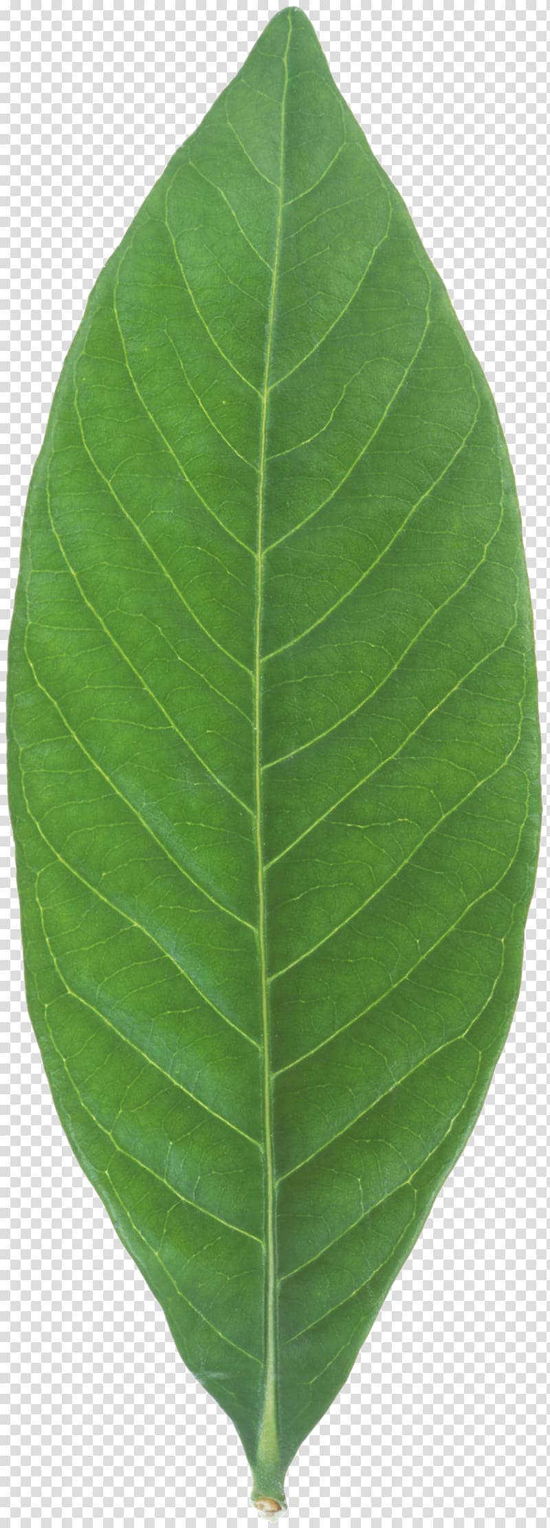 Banana leaf Plant, mint leaf transparent background PNG clipart