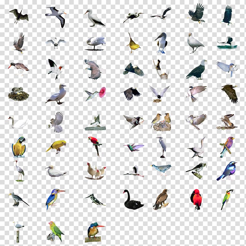 Bird Eurasian Magpie Set, Various gestures collection of birds transparent background PNG clipart