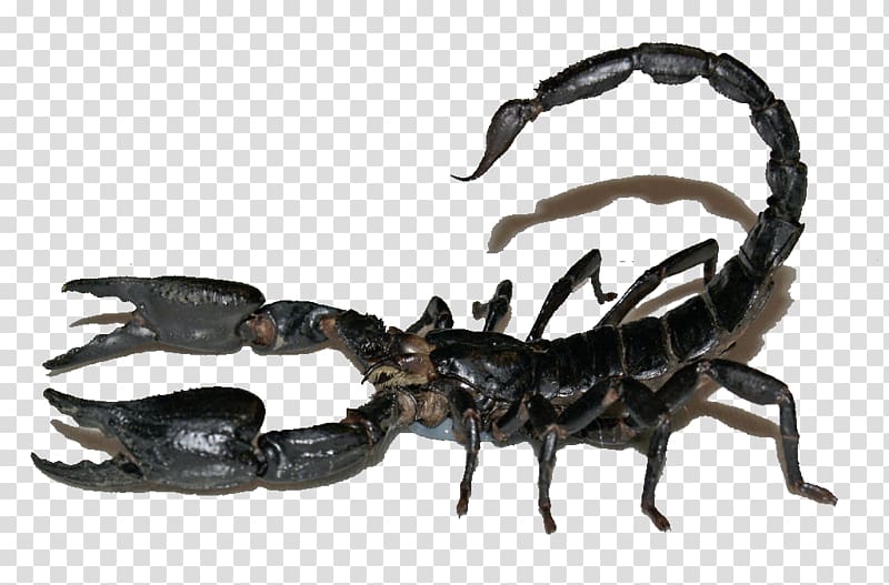 Scorpion sting Heterometrus spinifer Poison, Real black poisonous scorpion transparent background PNG clipart