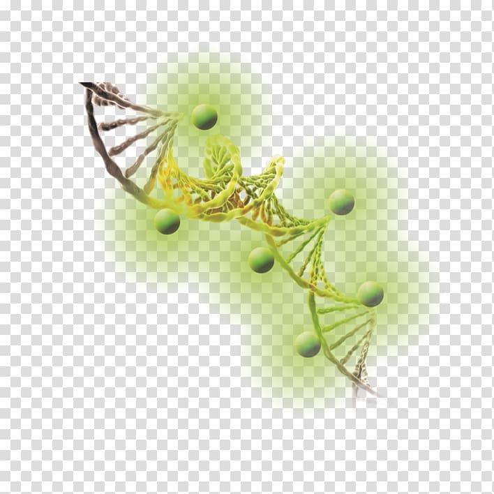 DNA Ethidium bromide Gel electrophoresis of nucleic acids Staining, others transparent background PNG clipart