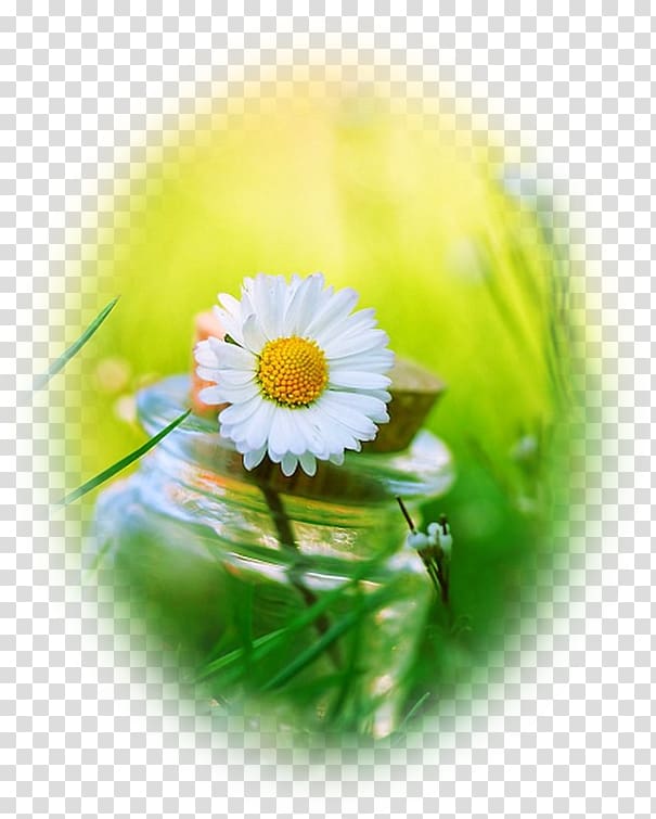 Common daisy Flower Animaatio Tulip, pas de deux transparent background PNG clipart